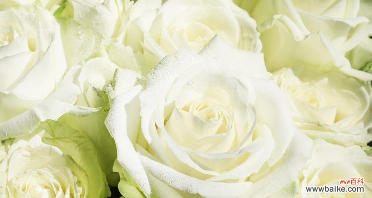 探寻白瑰玫的文化内涵与象征意义 白瑰玫的花语及意义