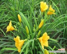 探索金娃娃萱草的花语意义 金娃娃萱草花语解读