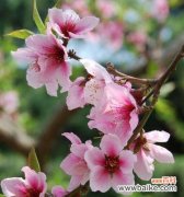 传递爱情的花朵——竹夹桃花 竹夹桃花的花语