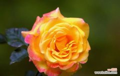 探究月季的丰富象征与文化内涵 「月季的花语