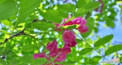 探索刺槐花所代表的意义及其美丽之处 刺槐花语