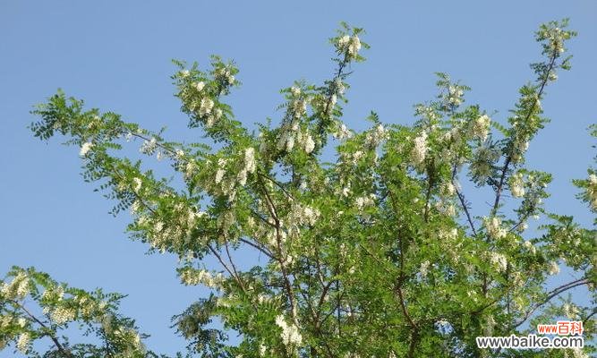 探索刺槐花所代表的意义及其美丽之处 刺槐花语