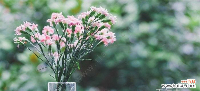 了解康乃馨的花语,传递真挚情感 康乃馨的花语