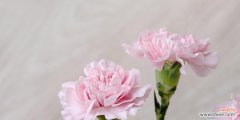 了解康乃馨的花语，传递真挚情感 康乃馨的花语