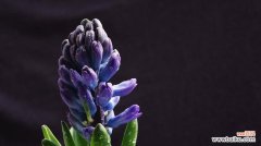 鲜花背后的情感，探寻风信子的象征意义 风信子花的代表意义