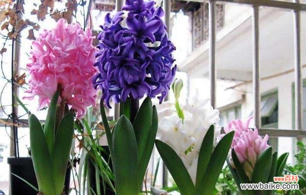 鲜花背后的情感,探寻风信子的象征意义 风信子花的代表意义