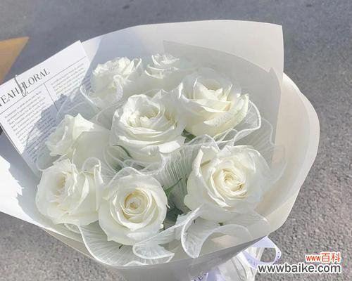 探秘白色玫瑰花语，了解玫瑰的世界 白色玫瑰的含义与象征