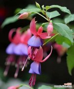 探秘倒挂金钟的花语与文化内涵，了解其丰富多彩的象征意义 倒挂金钟的花语