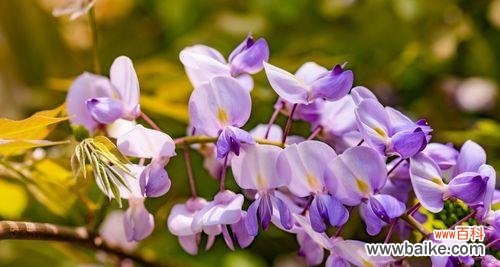 紫藤萝的意义与神话,文化内涵与现代象征 探寻紫藤萝的花语与寓意