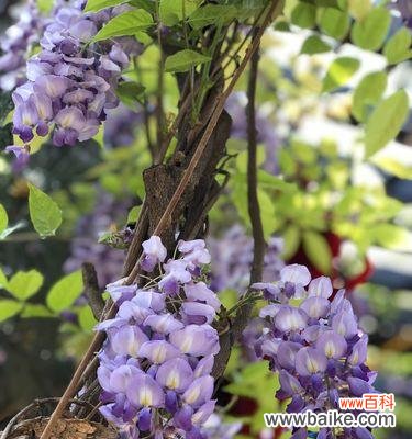 紫藤萝的意义与神话,文化内涵与现代象征 探寻紫藤萝的花语与寓意