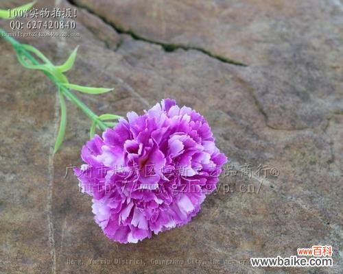 探究紫色康乃馨的神秘之处 紫色康乃馨的花语和寓意