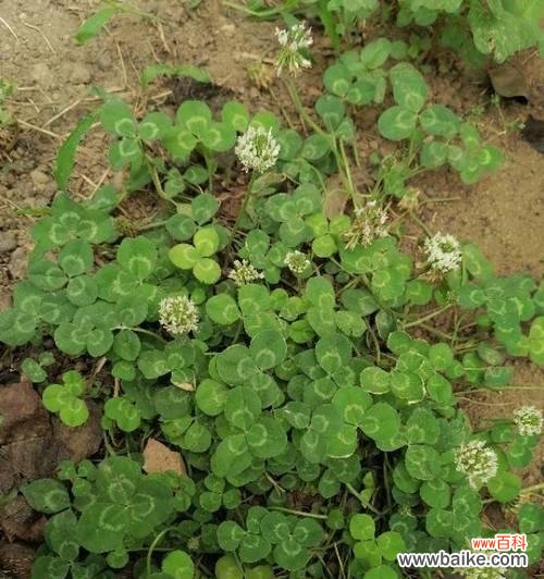 探寻三叶草背后的神秘 三叶草的花语及其寓意