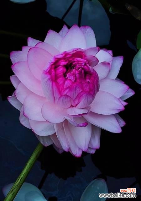 荷花中的王者，寓意深远 千瓣莲的花语——美丽与坚韧并存