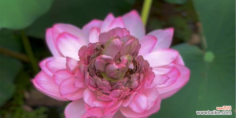 荷花中的王者，寓意深远 千瓣莲的花语——美丽与坚韧并存