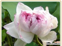 荷花中的王者，寓意深远 千瓣莲的花语——美丽与坚韧并存