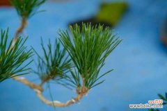 松树盆景怎么制作