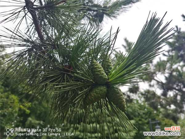 松树盆景怎么养护