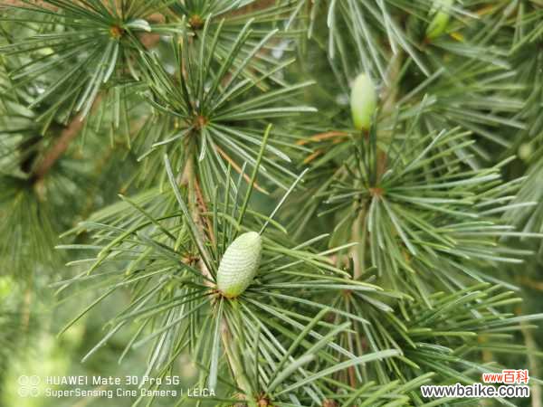 松树盆景的风水作用