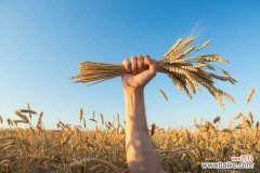 随手把“小麦”扔土里，7天长出苗，炒成菜倍儿好吃！