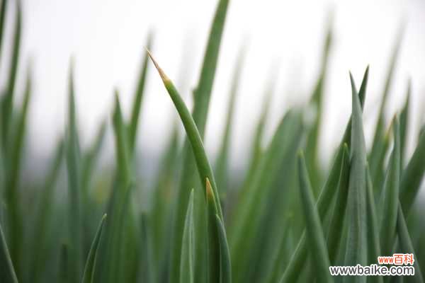 小葱的种植方法与时间