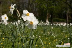 微型水仙盆景怎么制作，只需5步轻松搞定！