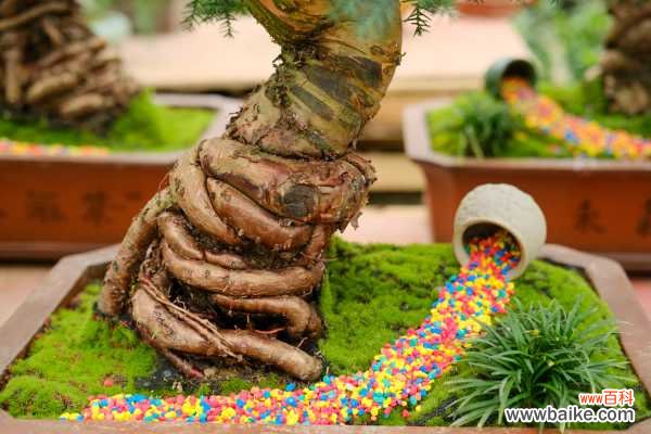 澳洲杉盆景怎么养护