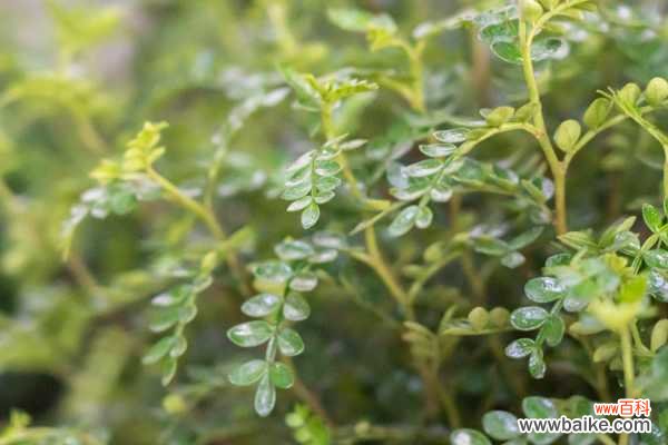 胡椒木盆景养殖方法