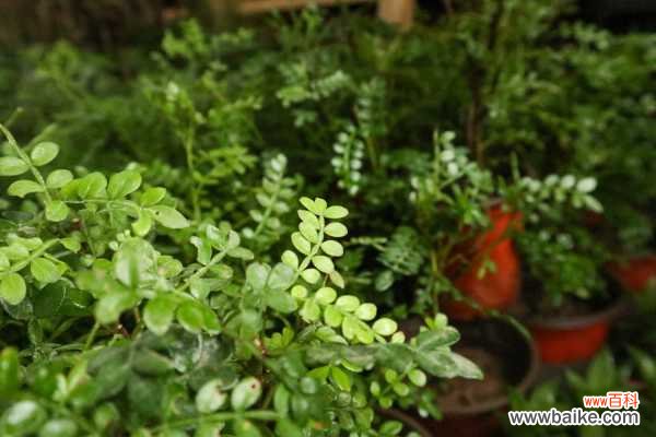 胡椒木盆景养殖方法