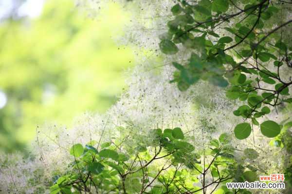 黄栌盆景怎么养护