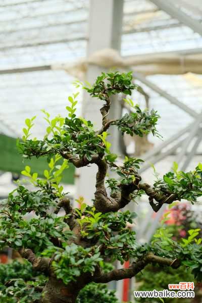 榆树盆景怎么过冬