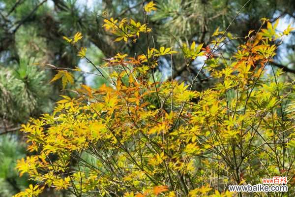 红枫盆景怎么摘叶，这样做观赏性超高！