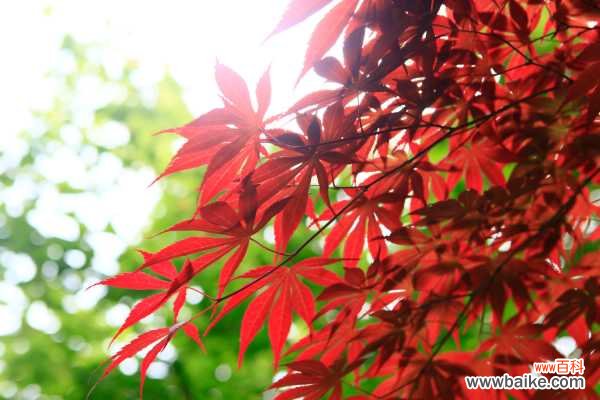 红枫盆景怎么摘叶，这样做观赏性超高！