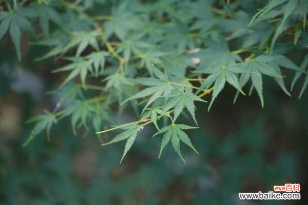 红枫盆景怎么摘叶，这样做观赏性超高！