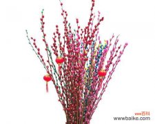 银柳花的寓意是什么？银柳花象征着什么含义？