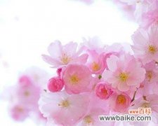 樱花的花语和寓意是什么？如何理解樱花的象征意义？