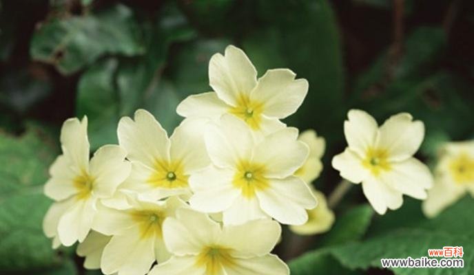 樱花草花语是什么?了解樱花草的含义和象征意义