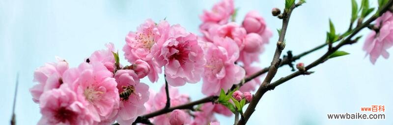 樱花的花语和传说有哪些?如何解读樱花的浪漫寓意?