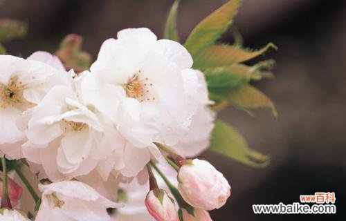 樱花的花语是什么?樱花象征着什么意义?