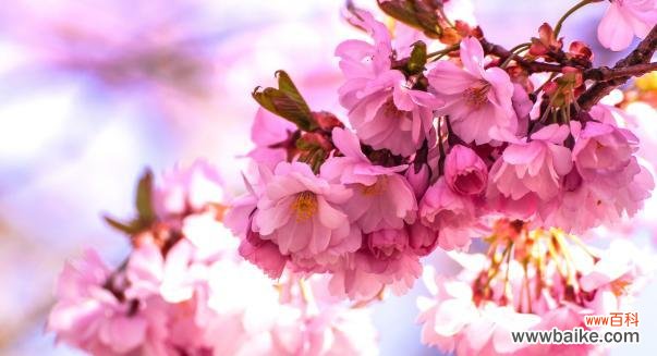 樱花的花语是什么?樱花象征着什么意义?