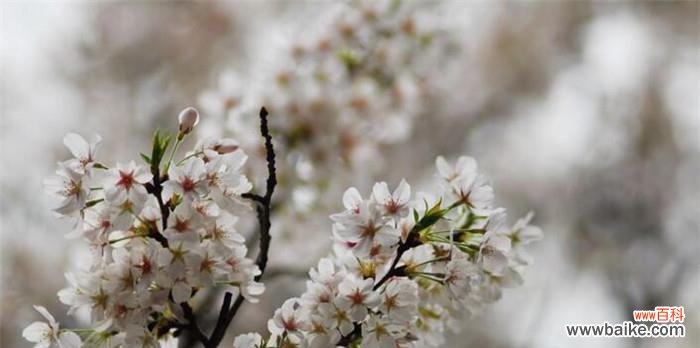 樱花代表什么花语？樱花的花语有哪些含义？