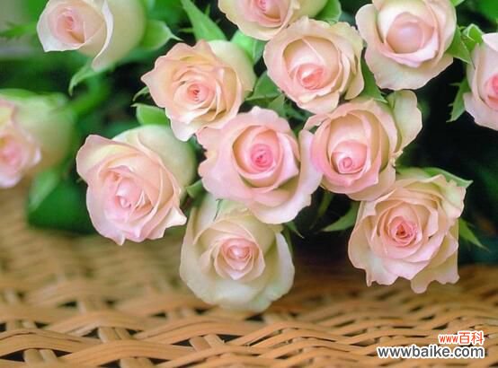 5个窍门 玫瑰花如何延长保鲜？玫瑰花怎么保鲜更久