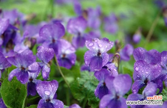 哪些花卉花期长?花期长达半年以上的8种花卉品种