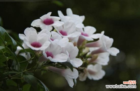 哪些花卉花期长?花期长达半年以上的8种花卉品种