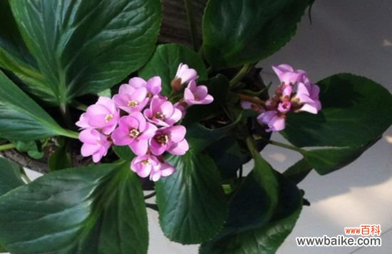 哪些花卉花期长?花期长达半年以上的8种花卉品种