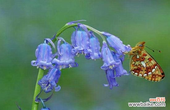 哪些花卉花期长?花期长达半年以上的8种花卉品种