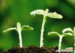 植物种子人工催芽的方法有那些