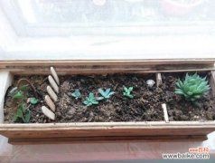 3个步骤 中药渣发酵多长时间？中药怎么发酵做花土