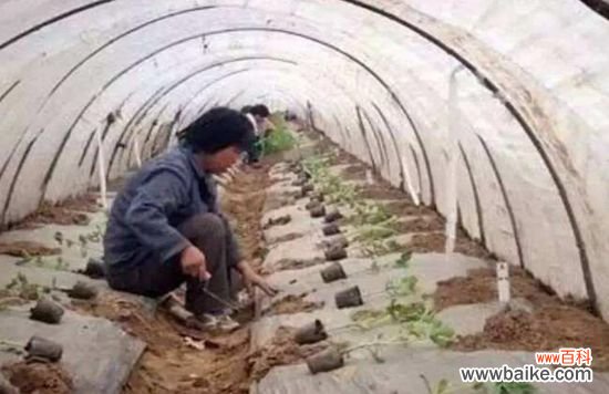 浇定根水是什么意思?