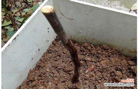 浇定根水是什么意思?