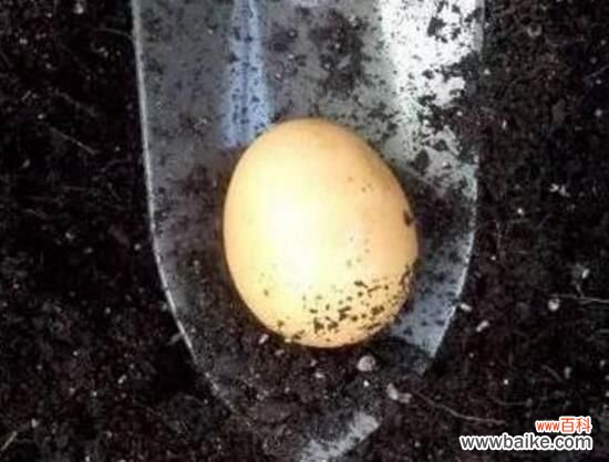 臭鸡蛋能给花做肥料吗?直接埋入花盆中可令花开爆盆